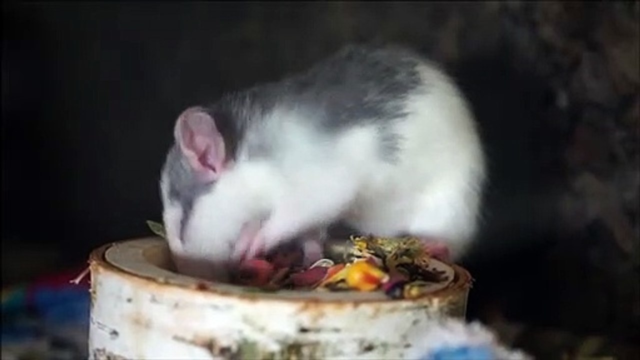 So cute and Beautiful rat