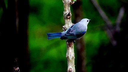 So cute and beautiful birds
