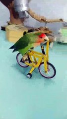 O ~ HO | Parrot #viral #shorts #trending #video - india mixing video