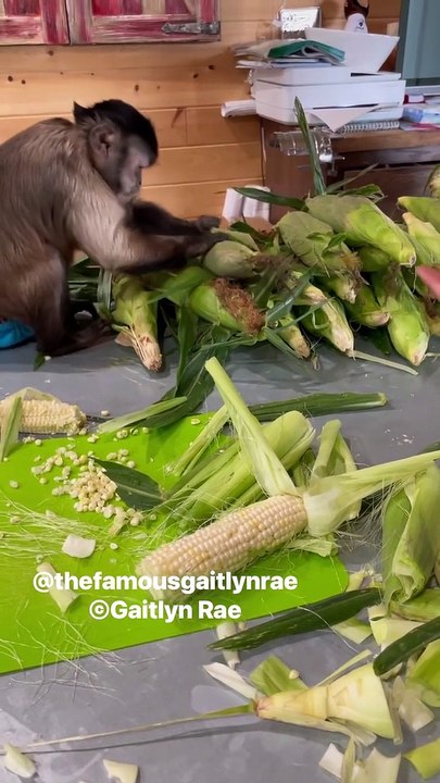 Corn 