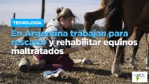En Argentina trabajan para rescatar y rehabilitar equinos maltratados