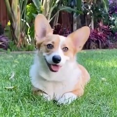 Cute Puppies and Babies Playing