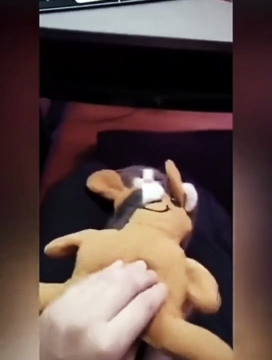 Cat fun video