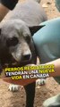 Perros rescatados tendrán una nueva vida en Canadá