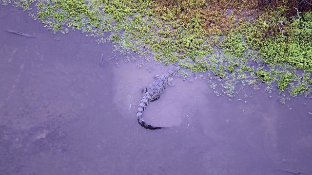 Outback Wrangler Matt Wright talks about catching crocodiles in the Northern Territory | September 23, 2022 | Katherine Times