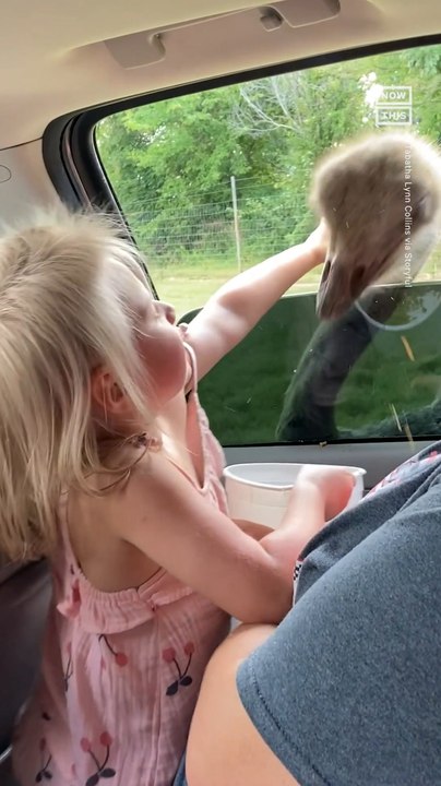 3-Year-Old Attempts to Hug Ostrich at Safari Park
