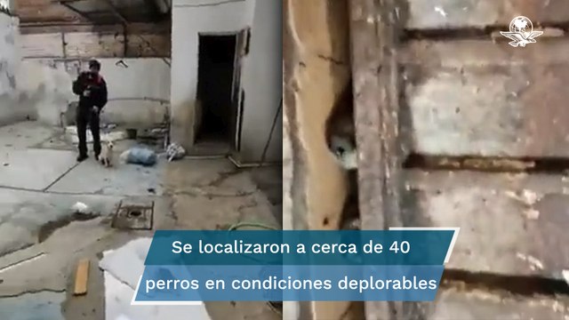 Hallan a decenas de perros hacinados en vivienda de Miguel Hidalgo; algunos no tenían vida
