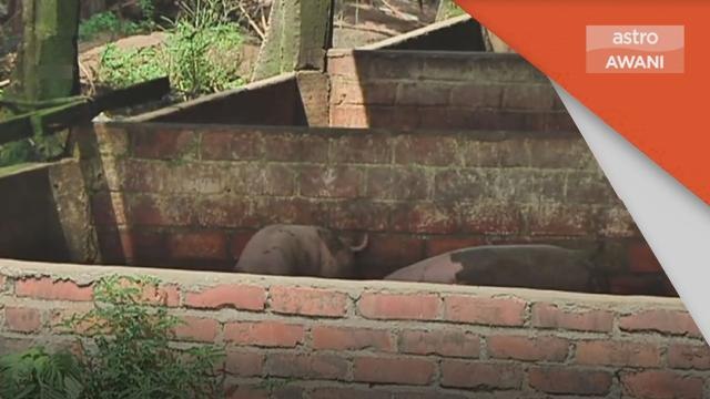 Demam Babi Afrika | Pelupusan 88 babi di Kerian, Perak