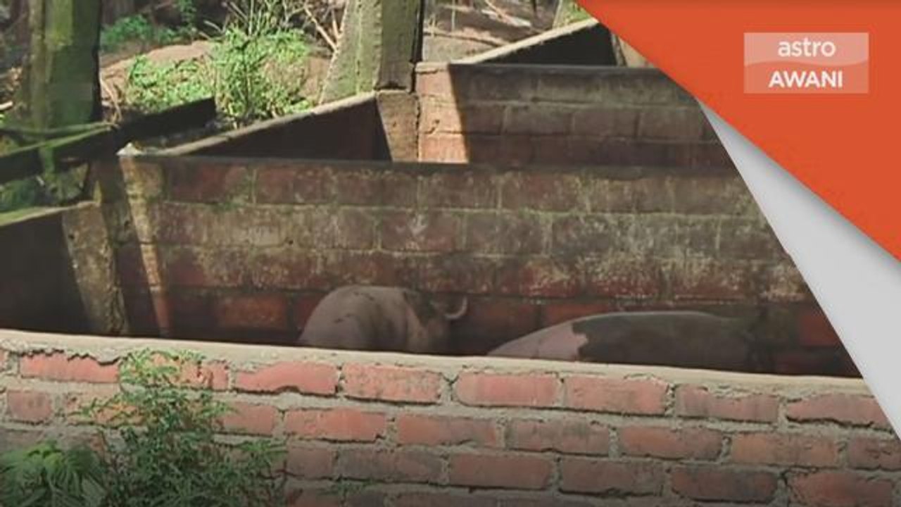 Demam Babi Afrika | Pelupusan 88 babi di Kerian, Perak
