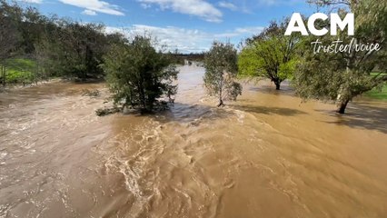 The Peel River in full flight in Tamworth on Friday morning - 23-09-22 - Northern Daily Leader