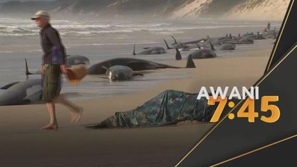 Operasi Menyelamat | 230 paus terdampar di pantai barat Tasmania