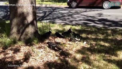 Qụa Núi Cánh Trắng Và Những Cái Tổ Hình Chén Trên Cây