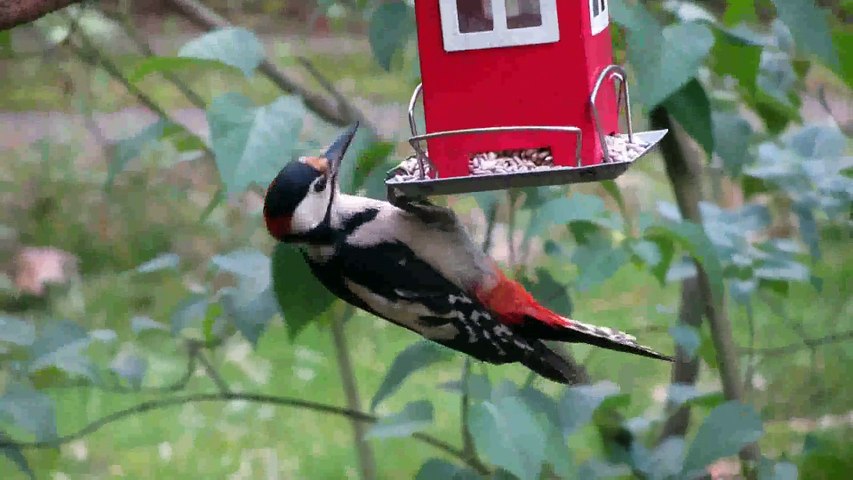 Beautiful bird's #shorts