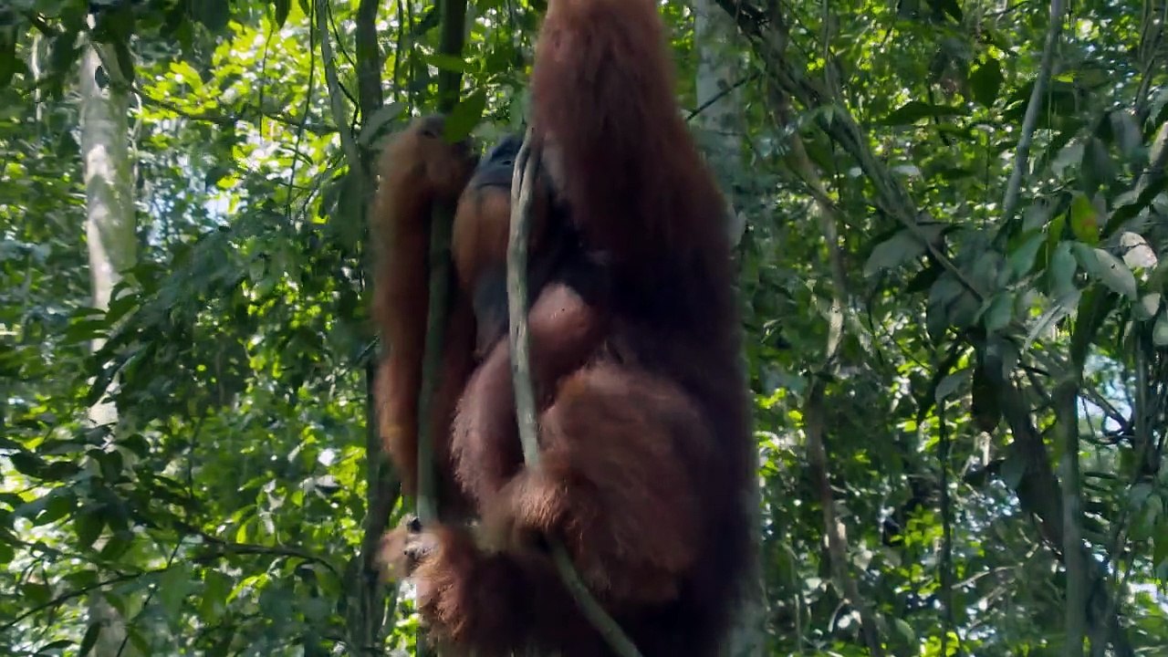 Wildes Indonesien Staffel 1 Folge 1 HD Deutsch