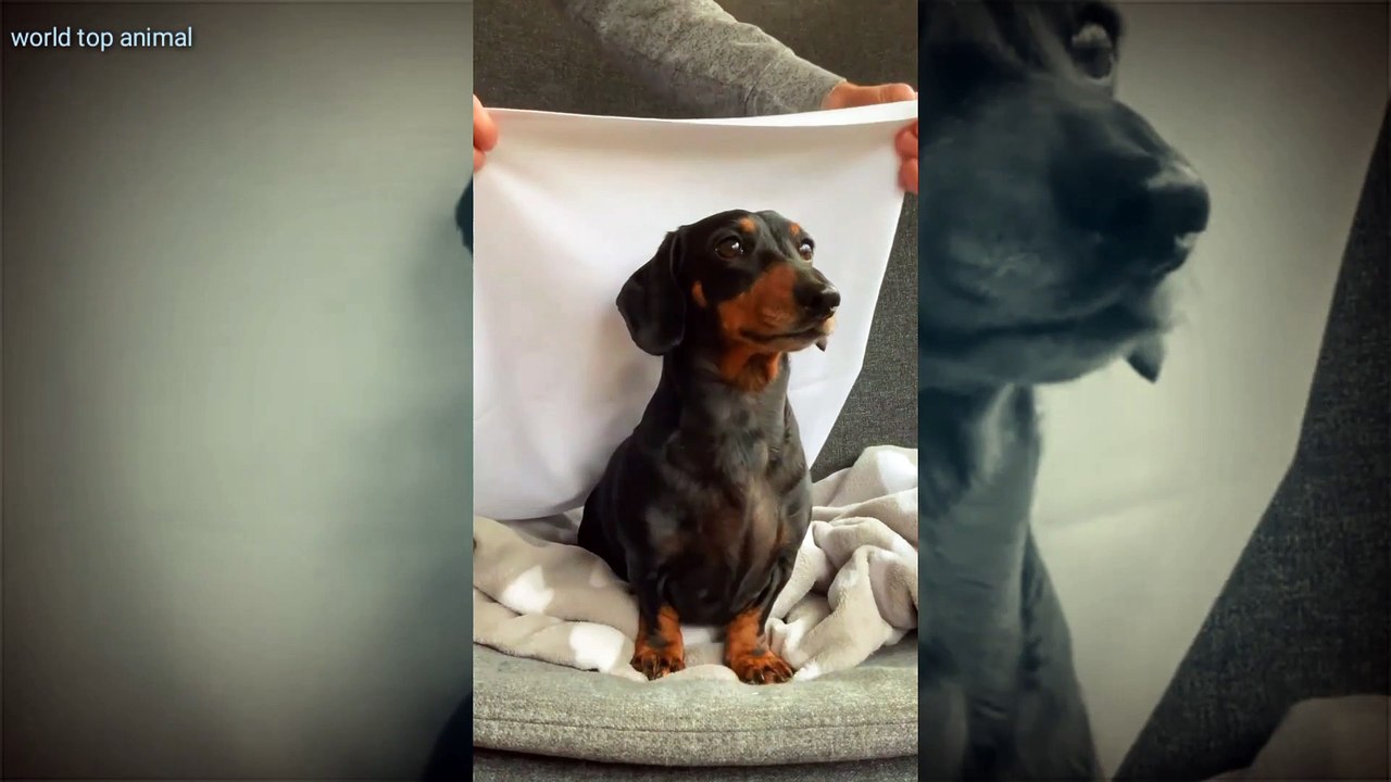 Funny dog video is very cute 
