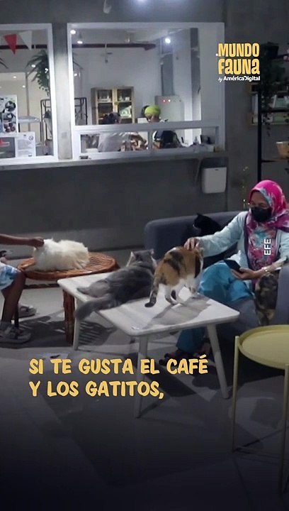 El plan perfecto: en esta cafetería puedes acariciar gatitos mientras tomas un café