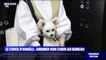 Le choix d'Angèle - Une entreprise japonaise autorise ses salariés à se rendre au bureau avec leur animal de compagnie