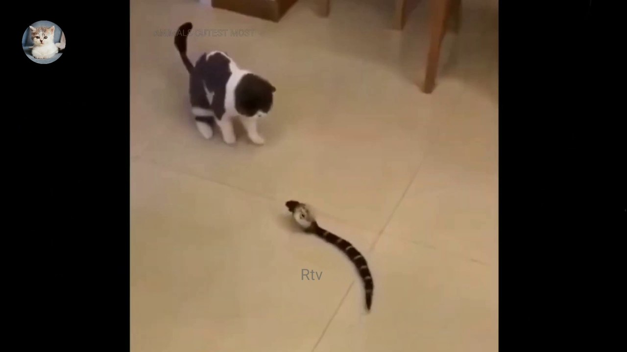 Best Funny Reaction Videos 2022 - video Dailymotion