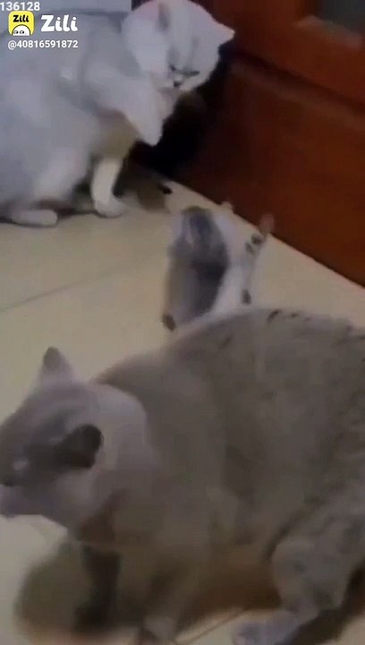 Funny cats video