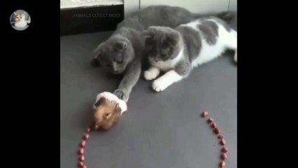 Funny animals life compilation videos 2022