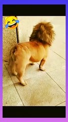 This dog look like a lion but not lion  very funny video
