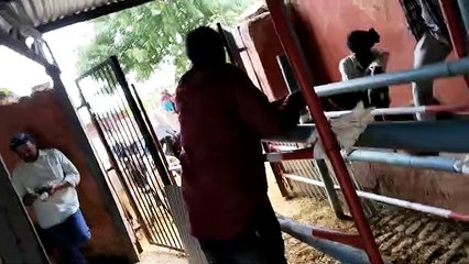 भाजपा पार्षदों ने गोशाला सुपरवाइजर को पिलाया गंदा पानी