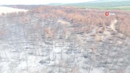 Çanakkale haberi! Çanakkale'de küle dönen 580 hektar alanda, 1 milyon fidan toprakla buluşturuluyor