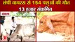 Lumpy Skin Disease In Haryana killed 200 Cattle|Ambala में Lumpy Virus से 154 पशुओं की मौत