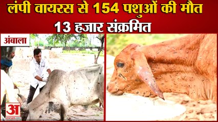 Lumpy Skin Disease In Haryana killed 200 Cattle|Ambala में Lumpy Virus से 154 पशुओं की मौत