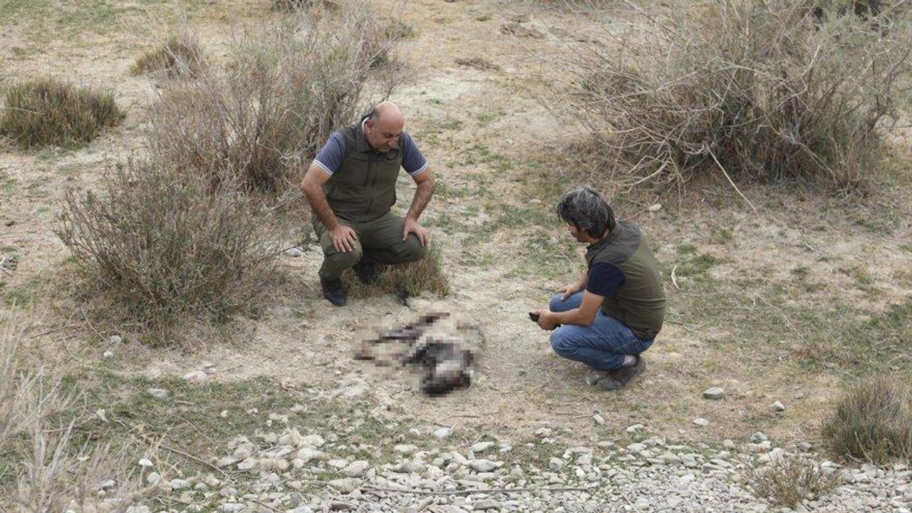 Nesli tükenme tehlikesi altındaki çizgili sırtlan vurulmuş olarak bulundu