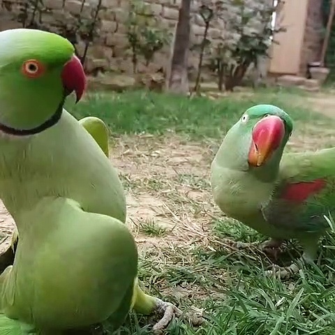 Two  Parrots