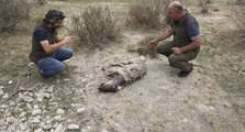 Nesli tükenme tehlikesi altındaki çizgili sırtlan vurulmuş olarak bulundu