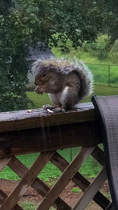 Squirrel Has a Tailbrella