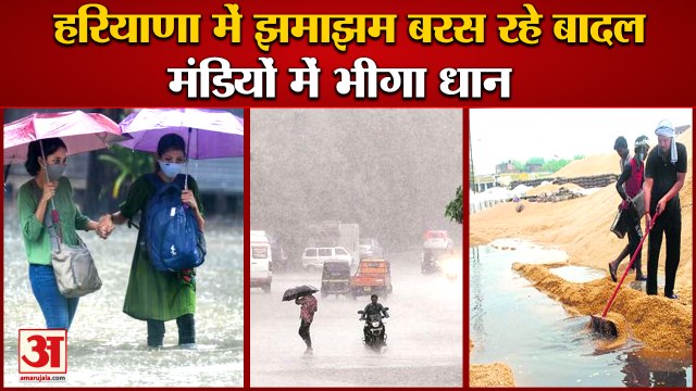 Monsoon Become Active Once Again In Haryana|बारिश से किसान परेशान,मंडियों में भीगा धान|Haryana Rain