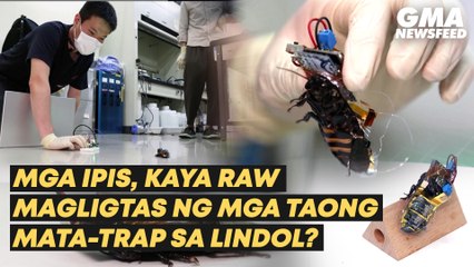 Could cockroaches be earthquake responders? | GMA News Feed
