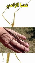 حشرة خشبيه ، لا تصدق