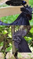 هذا هو دجاج لامبرغيني