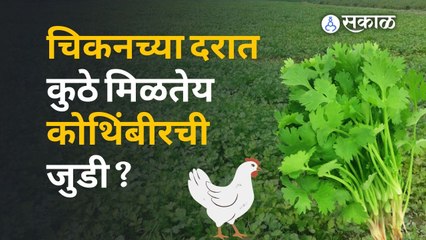 Coriander Rate Hike : कोथिंबिरीला शेकडा १६ हजारांचा भाव का आला? | Sakal Media
