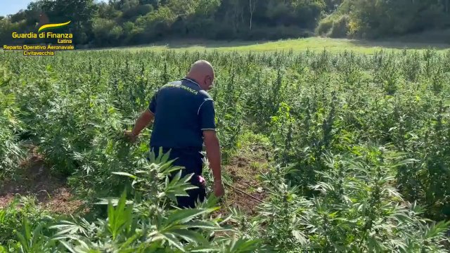 Sequestrata ad Aprilia piantagione di 9 mila piante di canapa indiana