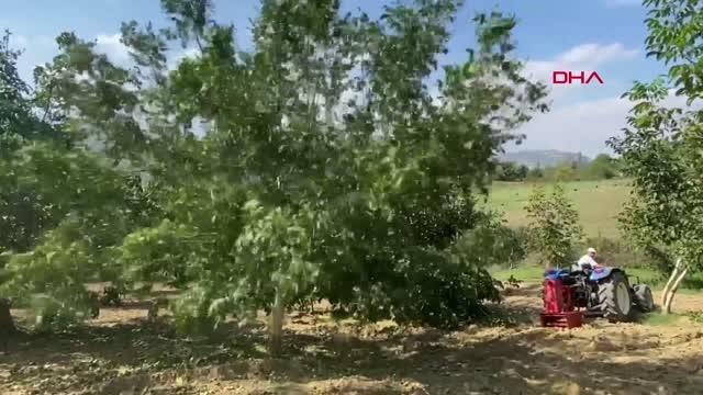 BURSA'DA CEVİZ ÜRETİCİSİ HASADA UMUTLU BAŞLADI
