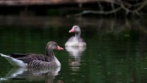 Greylag Goose | HD Nature Video |