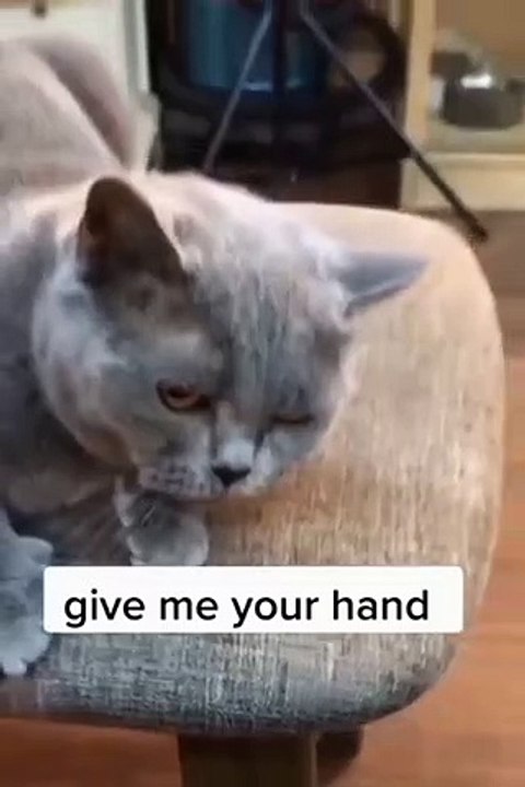 Don't miss last reaction | Viral cat