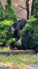 Baby Bears Bumble in the Bushes