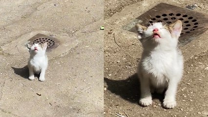 Cute kitten chills under the sun to beat the cold
