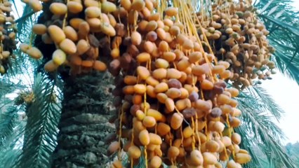 Biggest Dates Farms of Al Qaseem| Field visit VLOG| موسم التمور في القصيم