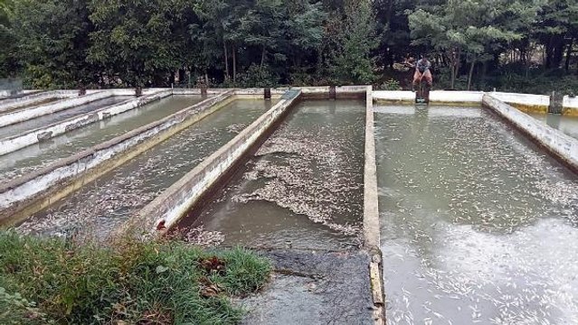 KAHRAMANMARAŞ'TA, SELİN VURDUĞU TESİSTE BİNLERCE ALABALIK ÖLDÜ