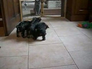 CIMG4913 chiots VANILLA SKY