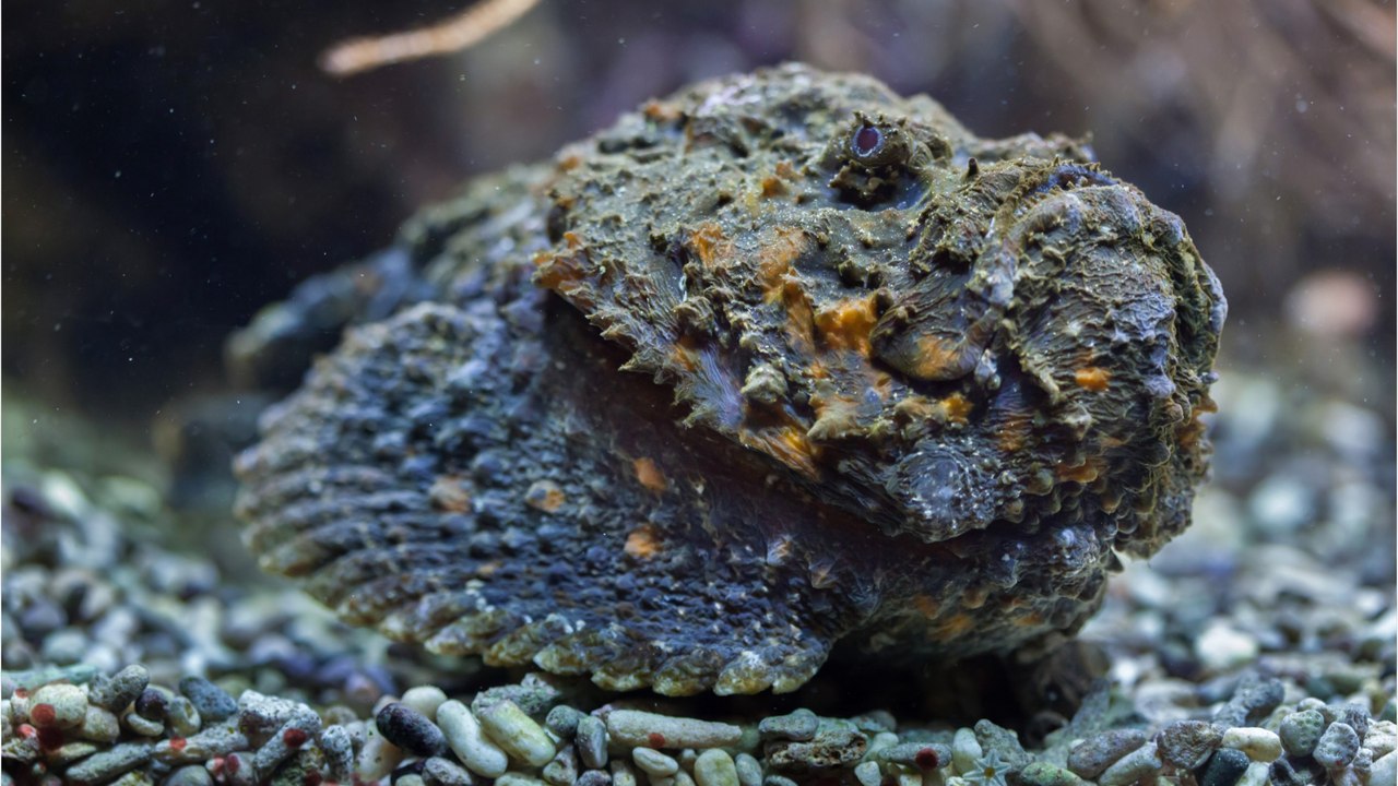 Qui est le Poisson-pierre, le poisson le plus venimeux du monde ?