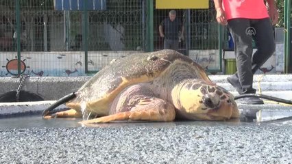 Bitkin bulunan caretta caretta tedaviye alındı
