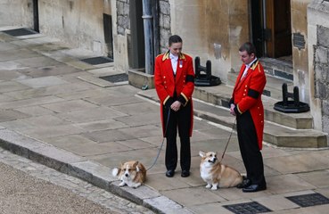 Queen Elizabeth is 'missed' by her corgis, says former trainer